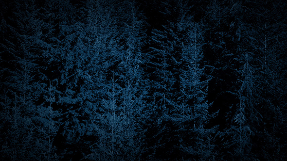 Flight Over Large Forest Trees At Night alt
