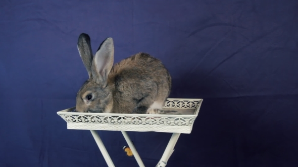 Rabbit Decorative Breed Rabbits alt