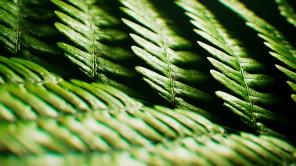 Perfect close up of fern twig. Seamless looping animation of green fern leaves. alt