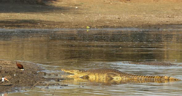 Nile Crocodile Basking In Shallow Water 