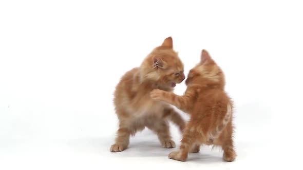 750396 Red Tabby Domestic Cat, Kittens playing against White Background, Slow motion alt