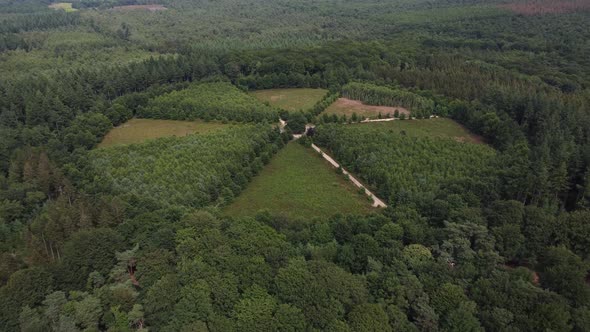 Lonely Oak Tree in the Utrechtse Heuvelrug near Amerongen, Leersum, Elst alt
