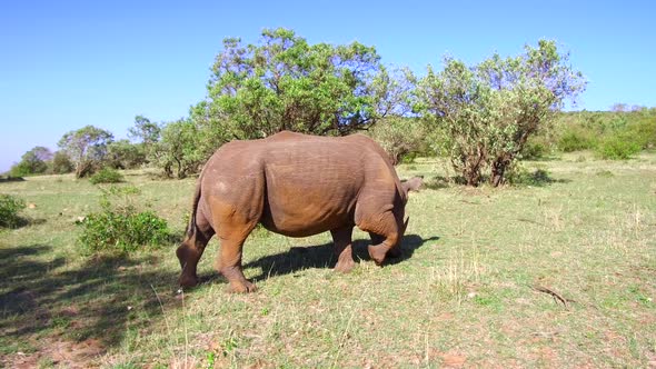 Rhino Grazing in Savannah at Africa alt