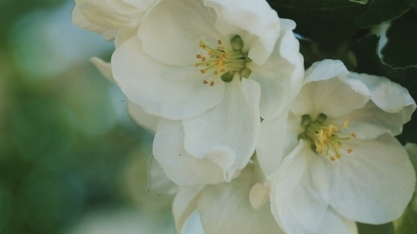 Blossoming Apple. Branch Of Apple Tree In Bloom In The Spring. 