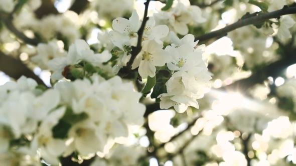 Flowers Of Apple Blossoms Over Sunrise Background  alt