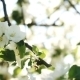 Bee On Apple Blossom  - VideoHive Item for Sale