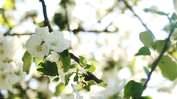 Bee On Apple Blossom 