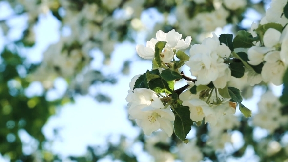 Flowers Of Apple Blossoms Over Sunrise Background 