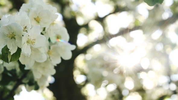 Flowers Of Apple Blossoms Over Sunrise Background  alt