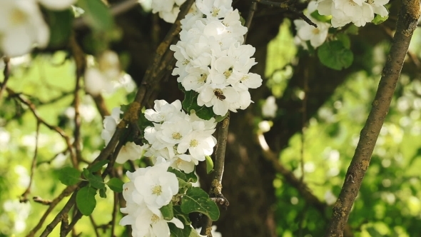 Bee On Apple Blossom 