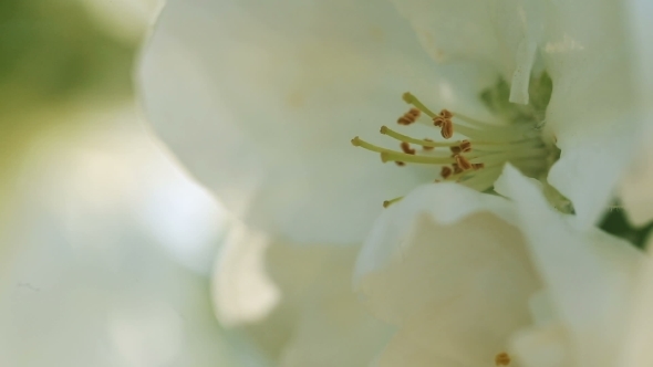 Blossoming Apple. Branch Of Apple Tree In Bloom In The Spring.  alt