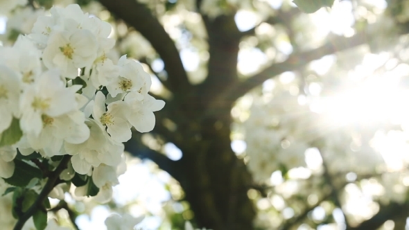 Flowers Of Apple Blossoms Over Sunrise Background  alt