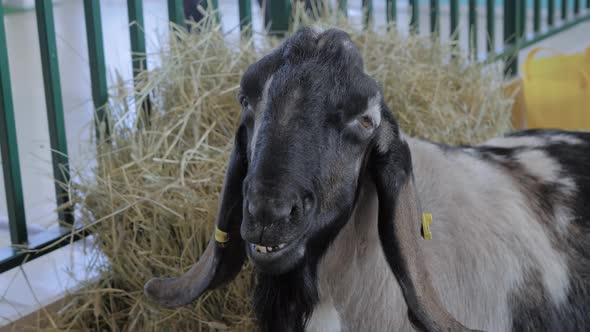 Portrait of Goat at Agricultural Animal Exhibition Trade Show