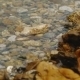 Colored Pebbles Under Water - VideoHive Item for Sale