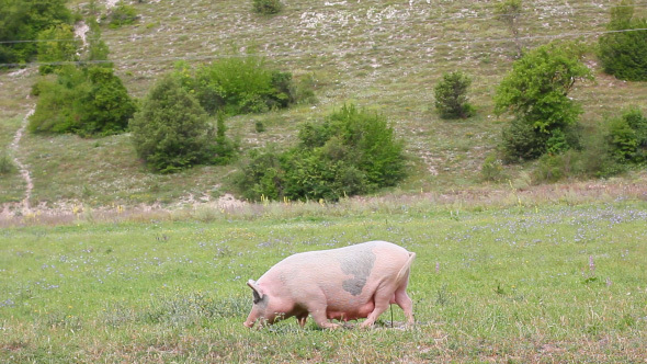 Fat Pig Grazes On Green Farm Lawn