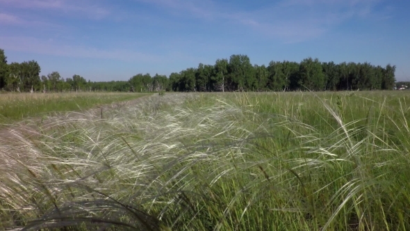 Stipa Grass, Stock Footage | VideoHive