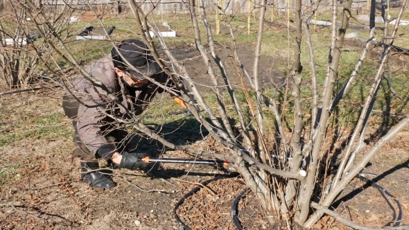 Senior Elderly Man Gardener Prunes Bushes Twigs