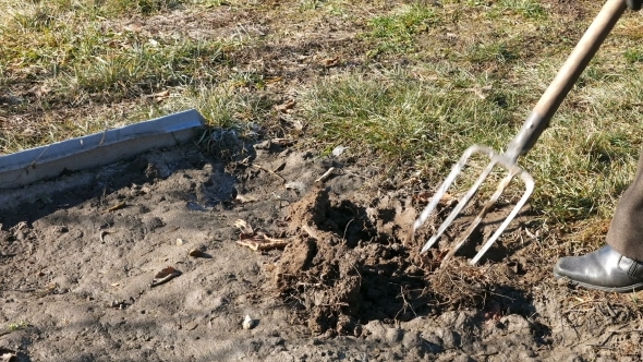 Digging Spring Earth Soil In Garden With Pitchfork