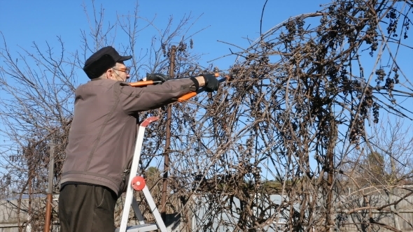 Senior Elderly Man Gardener Prunes Bushes Twigs
