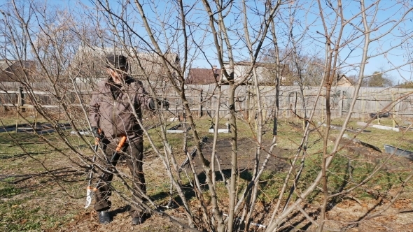 Senior Elderly Man Gardener Prunes Bushes Twigs