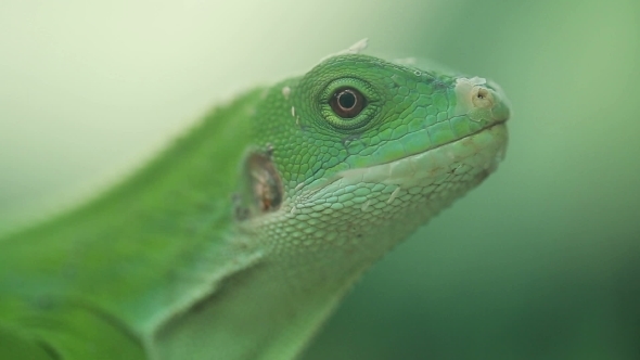 A Small Green Lizard. Iguana .