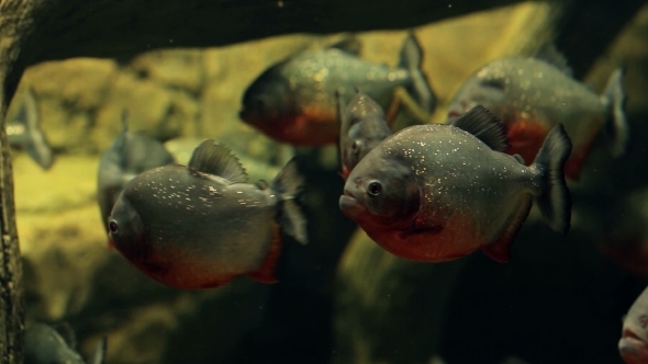 Amazon Predatory Piranha Fish