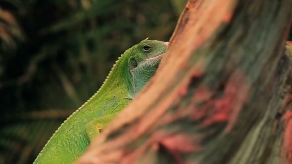 A Small Green Lizard. Iguana .