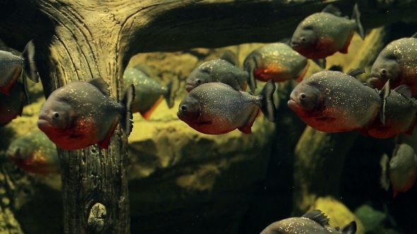 Amazon Predatory Piranha Fish