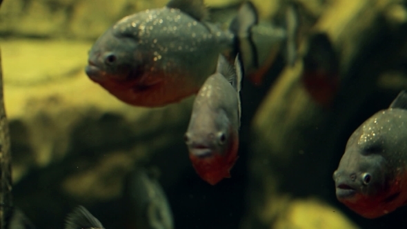 Amazon Predatory Piranha Fish