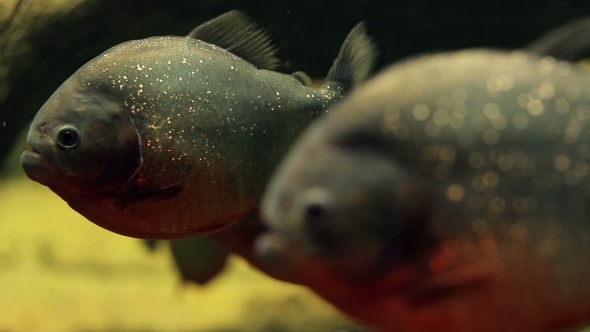 Amazon Predatory Piranha Fish