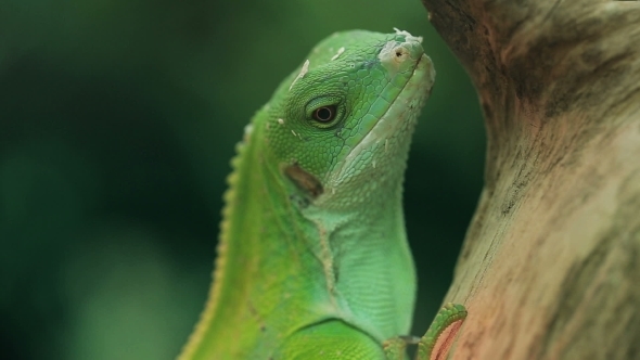 Iguana