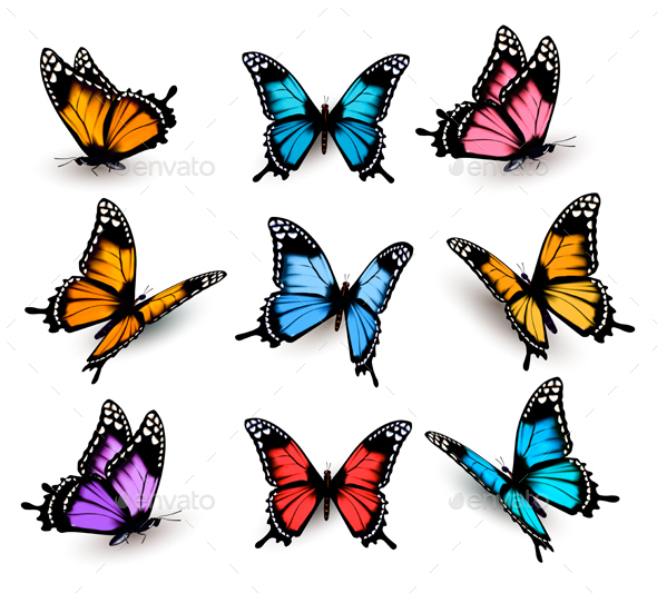 Big Collection Of Colorful Butterflies Vector - Animals Characters