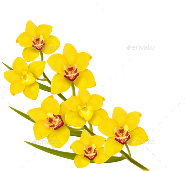 Holiday Yellow Flowers Background - Flowers & Plants Nature