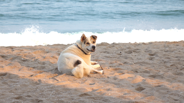 Dog On Beach alt