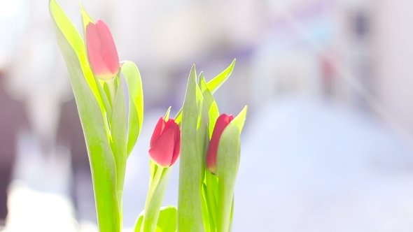 Red Flower Tulip In The Fresh Snow