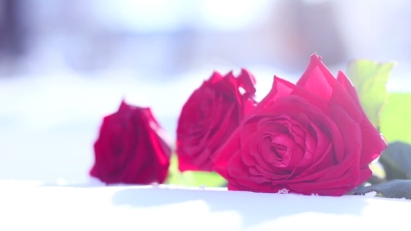 Red Rose On Snow