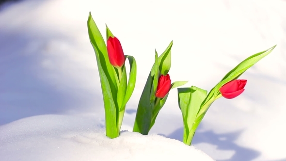 Red Flower Tulip In The Fresh Snow