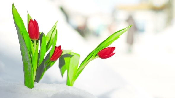 Red Flower Tulip In The Fresh Snow