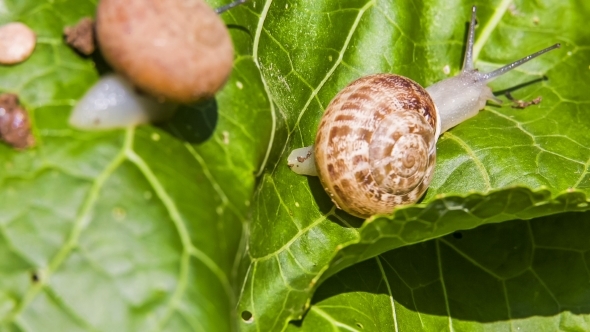 Garden Snails Crawling On a Green Leaf