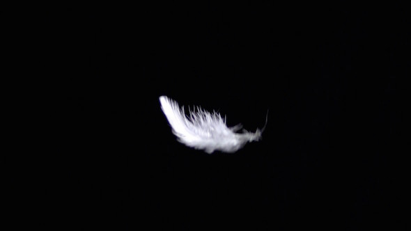 White Feather