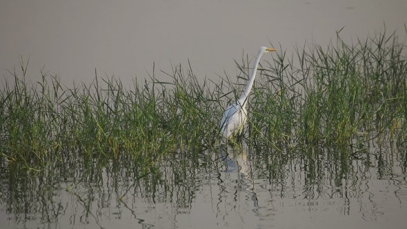 White Heron On a Man Sagar Lake alt