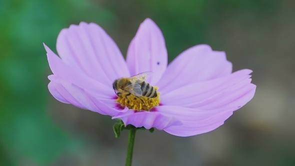 Bee On Cosmos Flower alt