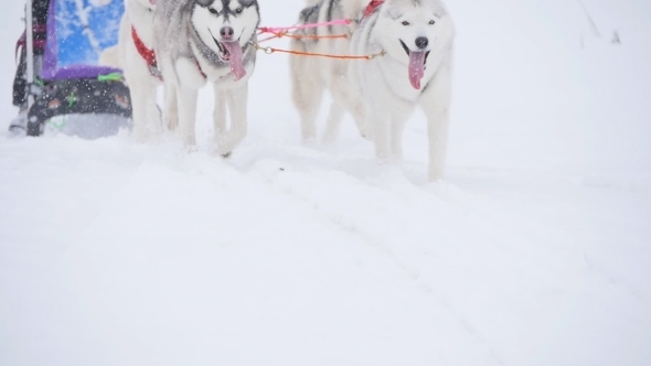 Musher Hiding Behind Sleigh At Sled Dog Race alt