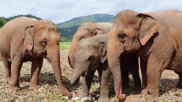 Family of elephants eating a yummy snack before dinner time. alt