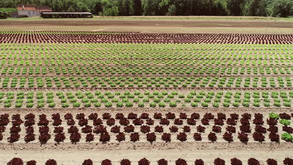 Aerial view of lettuce agriculture in Correze, France. alt