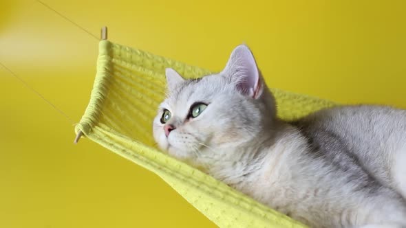 An Adorable White British Cat with Yellow Eyes Lies on a Fabric Hammock on a Yellow Background