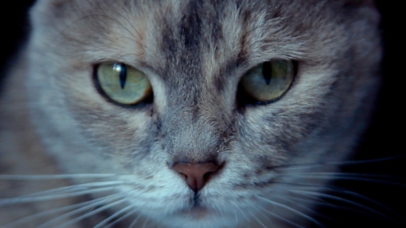 Grey Cat On The Black Background