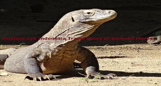 Flores Komodo Tours and Travel Indonesia