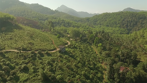 Forward Flyover a Tea Estate alt