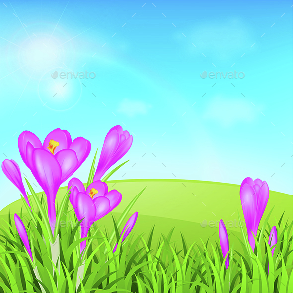 Violet Crocuses and Green Grass - Flowers & Plants Nature